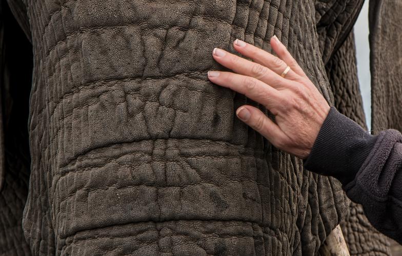elephant_trunk.jpg