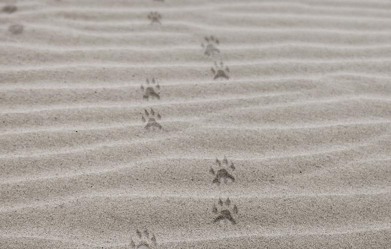 Diversity and Inclusion