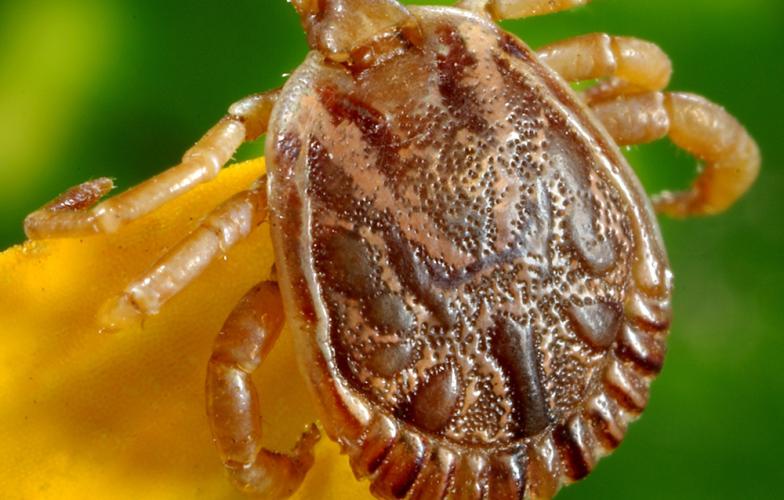 hot health topics tick season