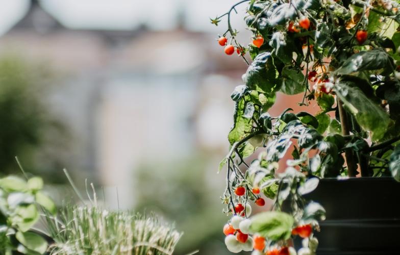 Gardening and growing tomatoes