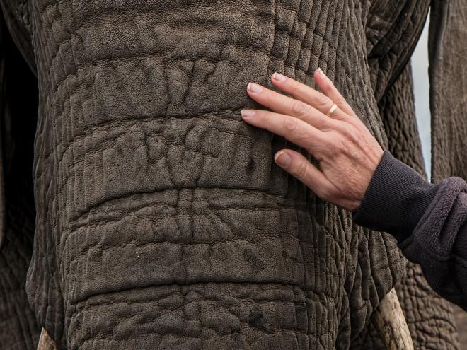 elephant_trunk.jpg