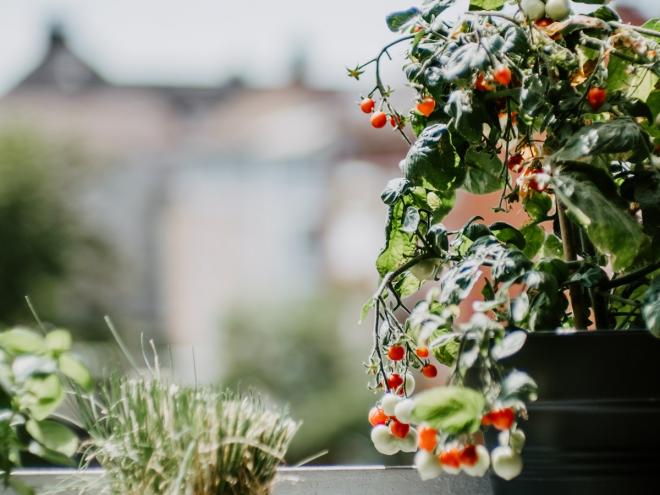 Gardening and growing tomatoes