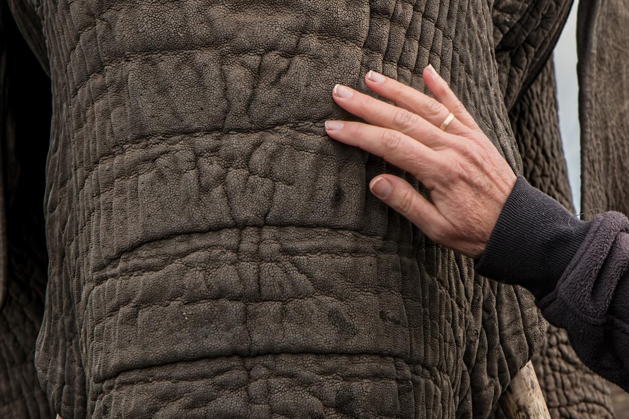 elephant_trunk.jpg