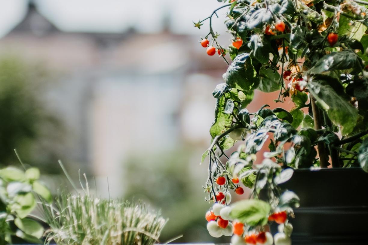 Gardening and growing tomatoes