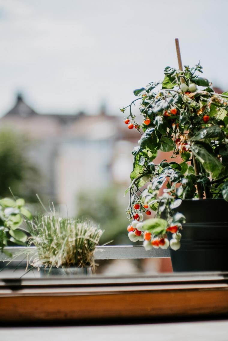 Gardening%20tomatoes Gardening%20tomatoes